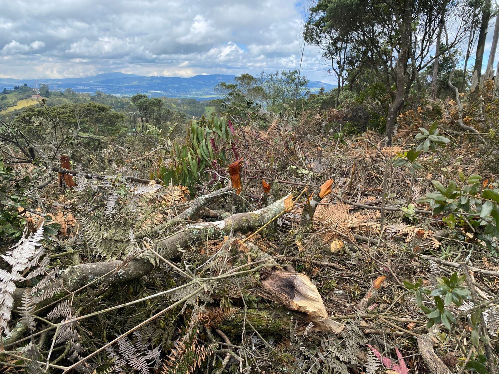 Tala de árboles de especies nativas en el cerro de Juaica, Tenjo.