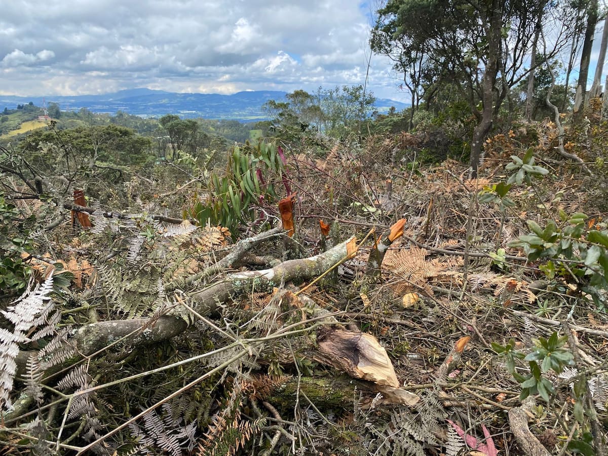 La CAR Cundinamarca abre investigación por tala de árboles nativos en Tenjo