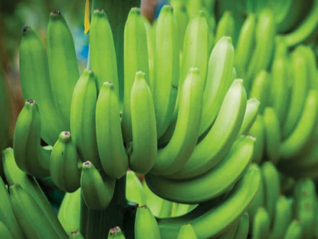 Bananos colombianos