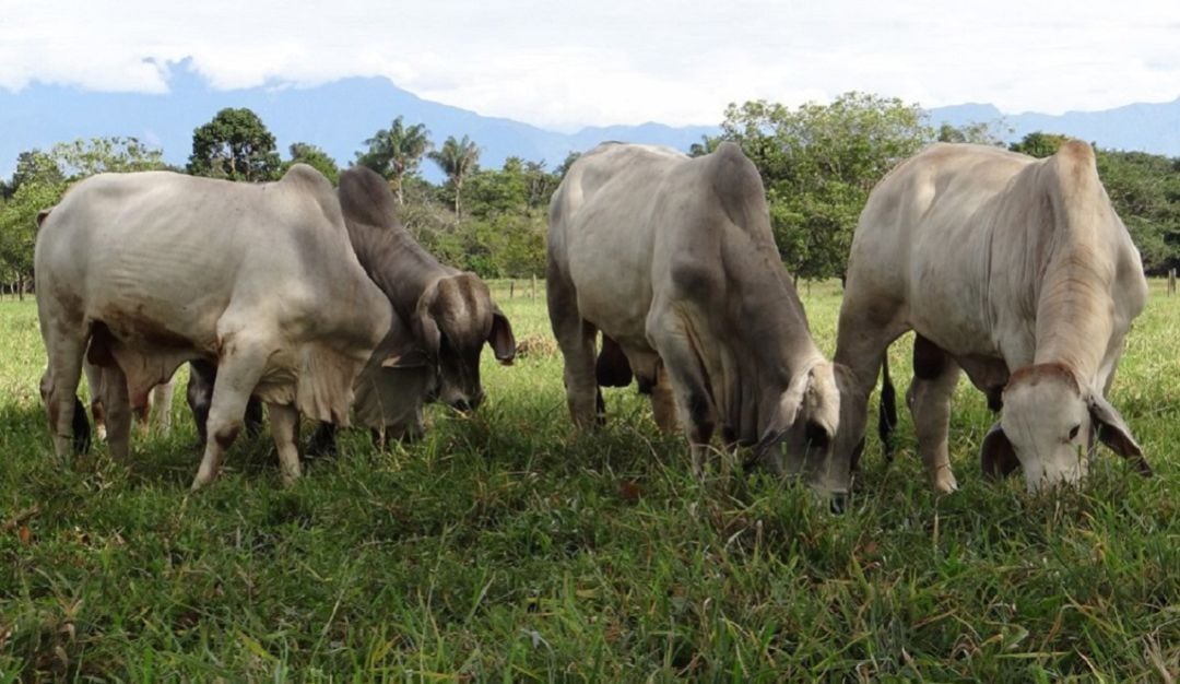 Ganaderia. Imagen de referencia
