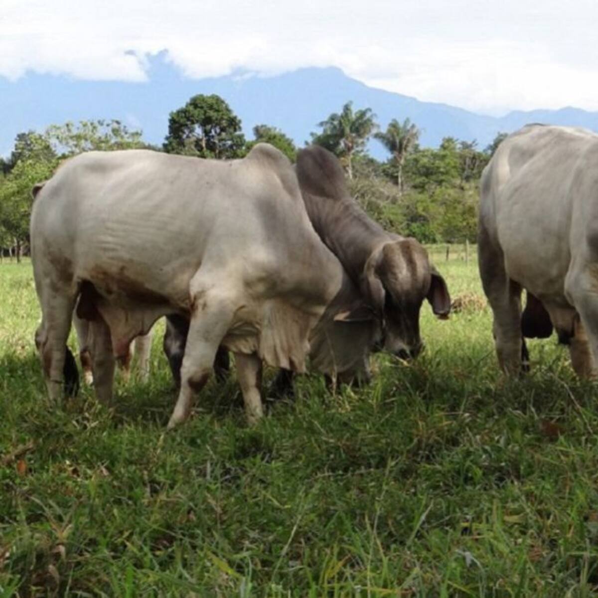 El sector ganadero del Quindío advierte sobre impacto negativo por actualización catastral