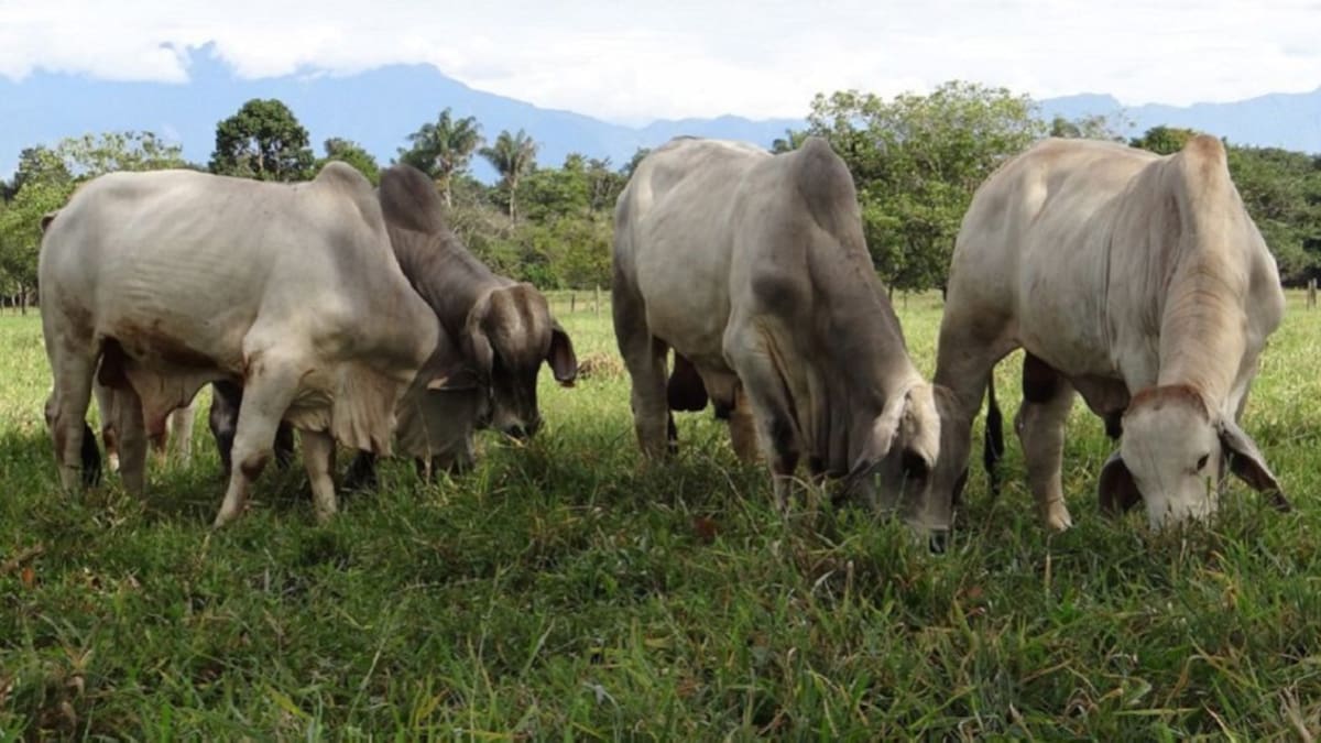 Las exportaciones de carne y otros productos ganaderos alcanzaron un total de US$ 137,3 a marzo