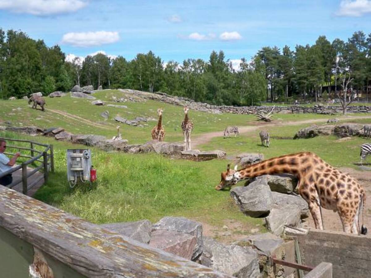 En los próximos cuatro años el mundo habrá perdido 2/3 de sus animales salvajes