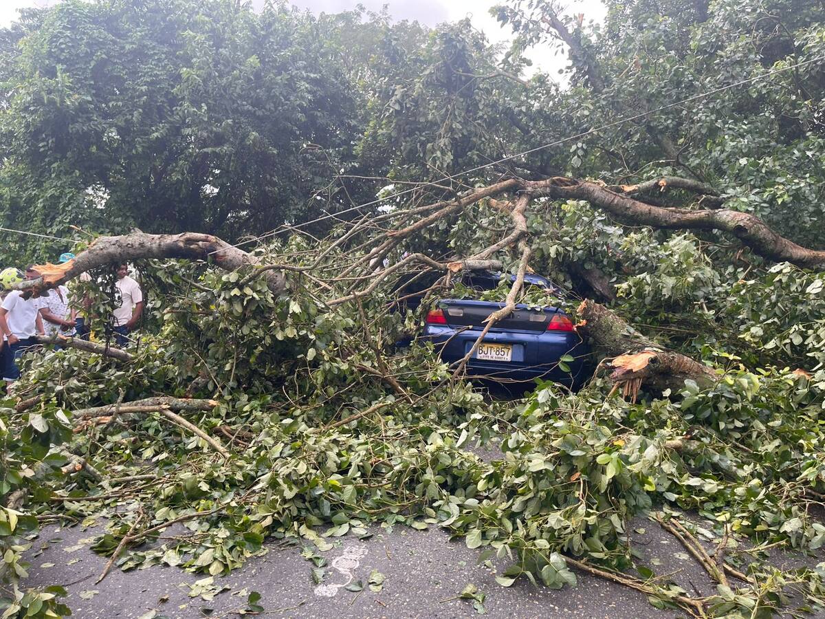 Hombre falleció electrocutado tras caída de árbol en Arjona, en la Troncal de Occidente