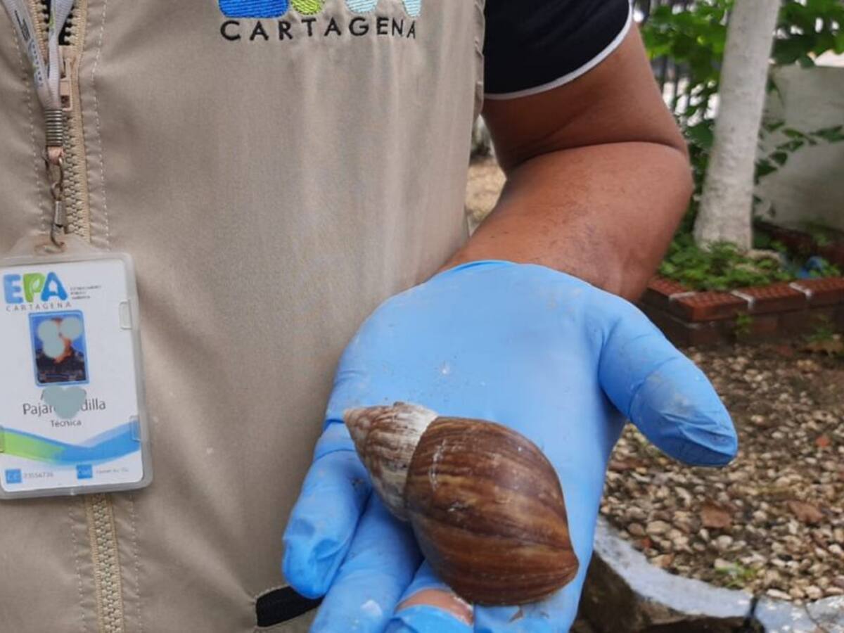Alertan incremento de presencia del Caracol Africano en Cartagena