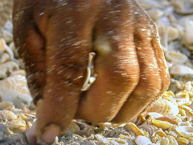 Gran foro internacional“El valor de la sabiduría ancestral para la protección del medio ambiente”