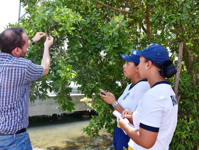 Escuela Naval de Cartagena aporta a la restauración del manglar