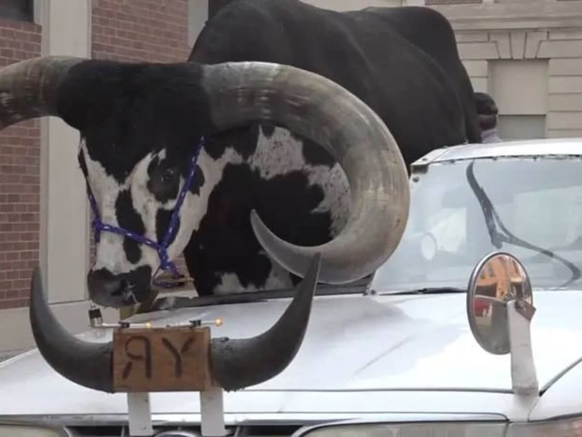 ¡Insólito! Hombre fue detenido en Nebraska por llevar un toro Watusi de copiloto