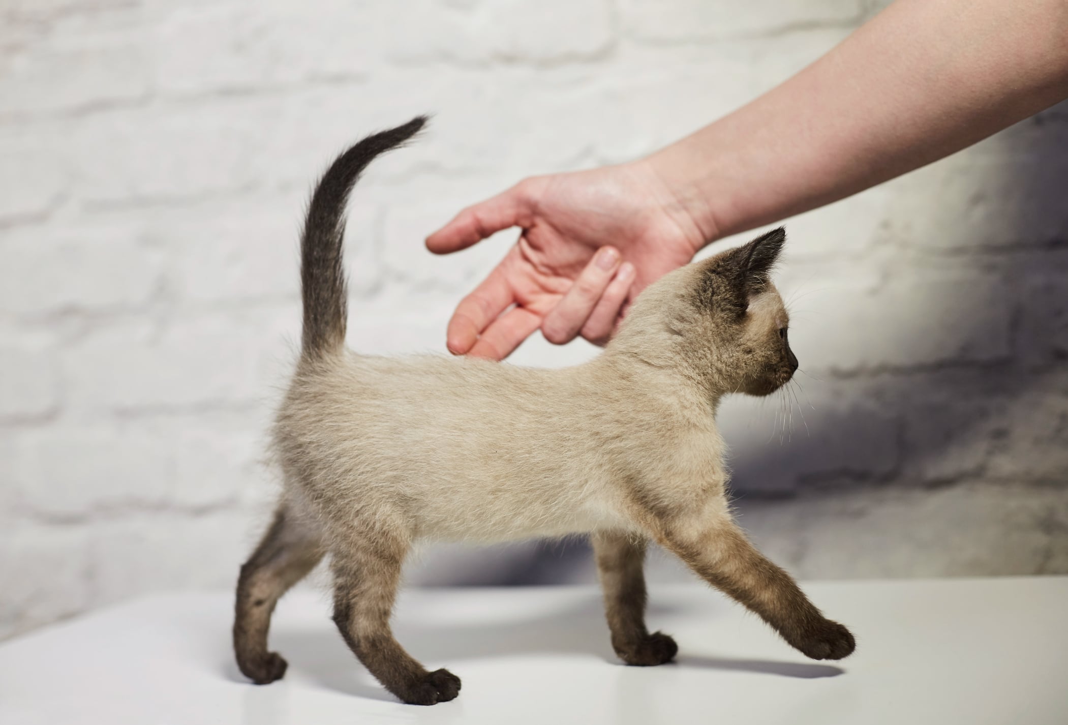 Persona intentando tocarle la cola a un gato pequeño (Getty Images)