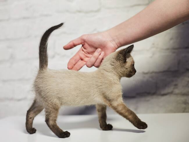Persona intentando tocarle la cola a un gato pequeño (Getty Images)