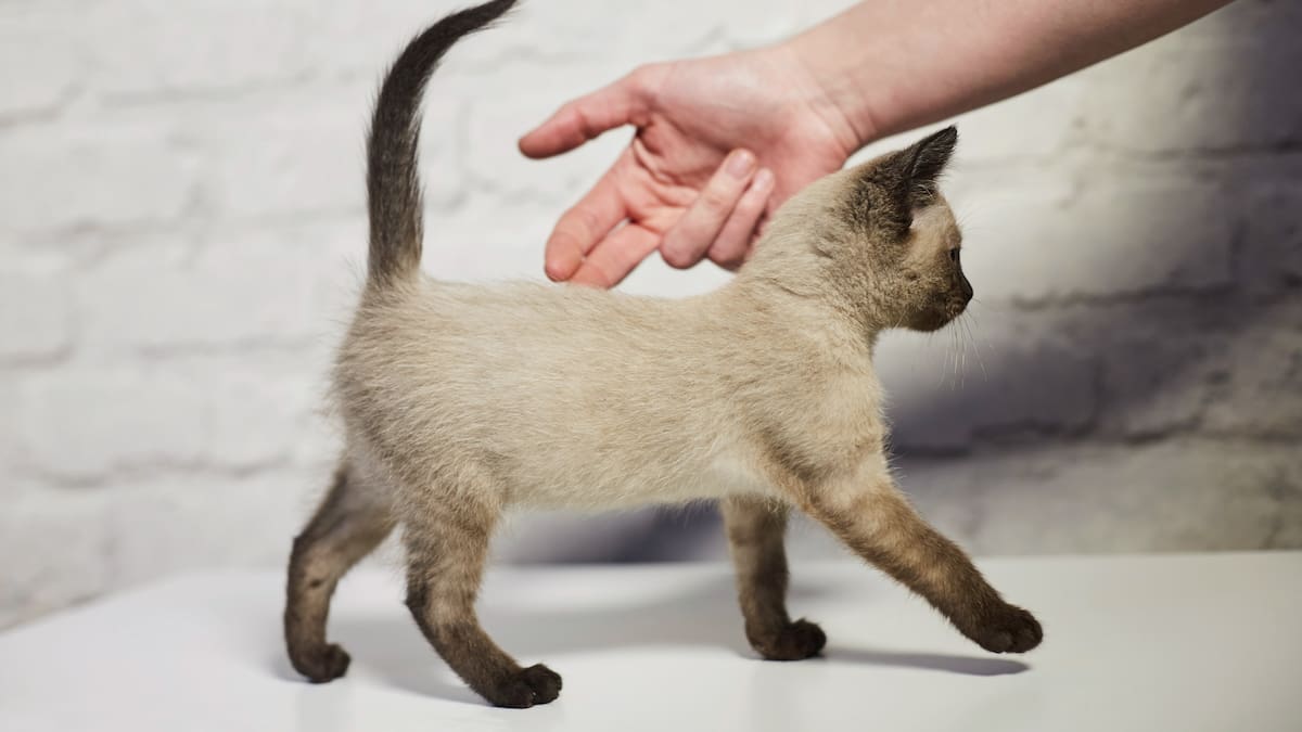 Gatos que no les gusta que le toquen la cola, ¿por qué les molesta? Veterinarios responden
