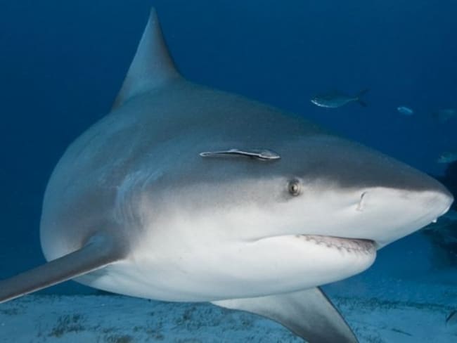 Getty Images | El tiburón toro puede medir hasta 2,5 metros de largo en su adultez.