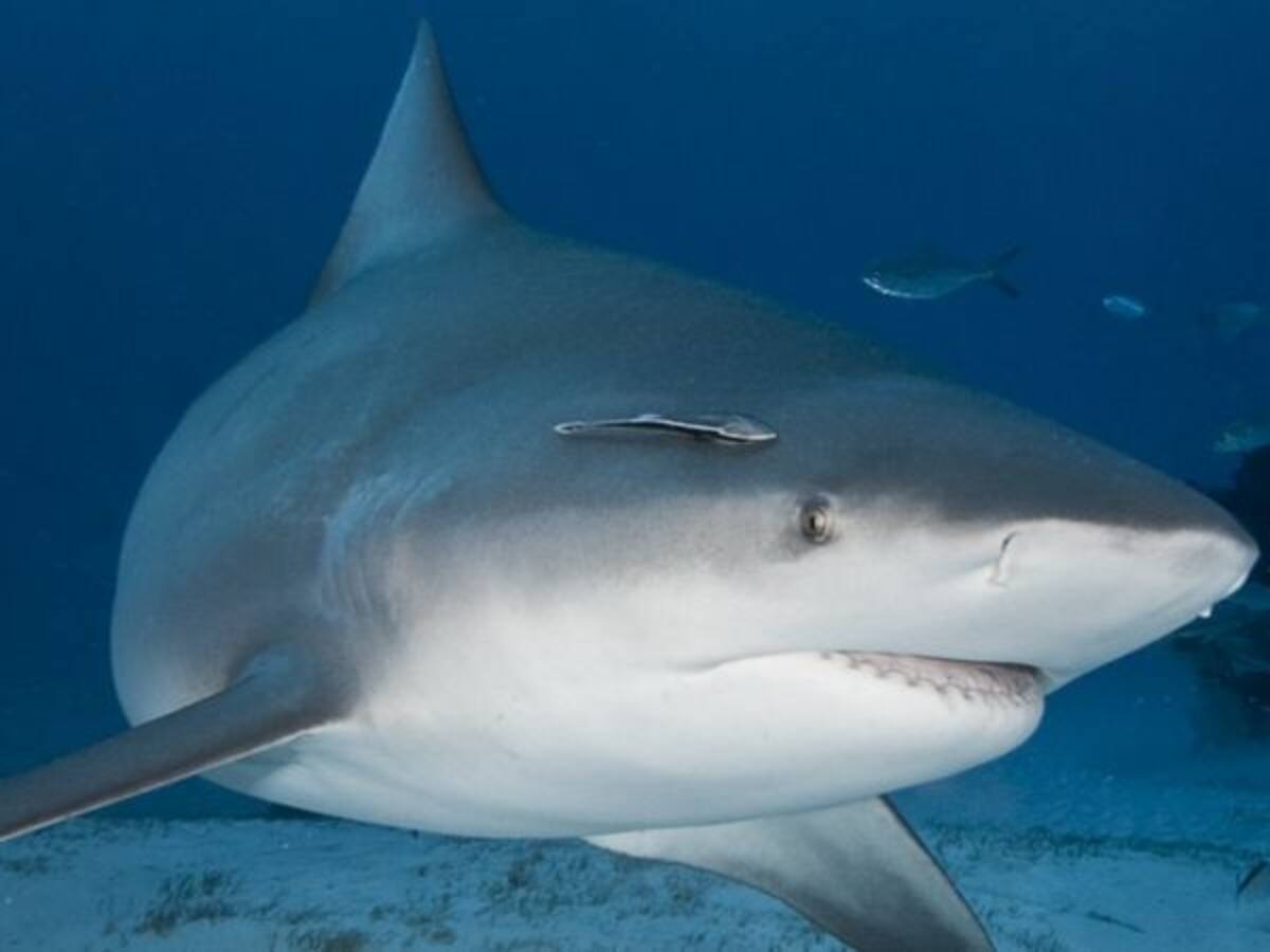 El curioso comportamiento del tiburón toro mientras se encuentra en periodo de gestación