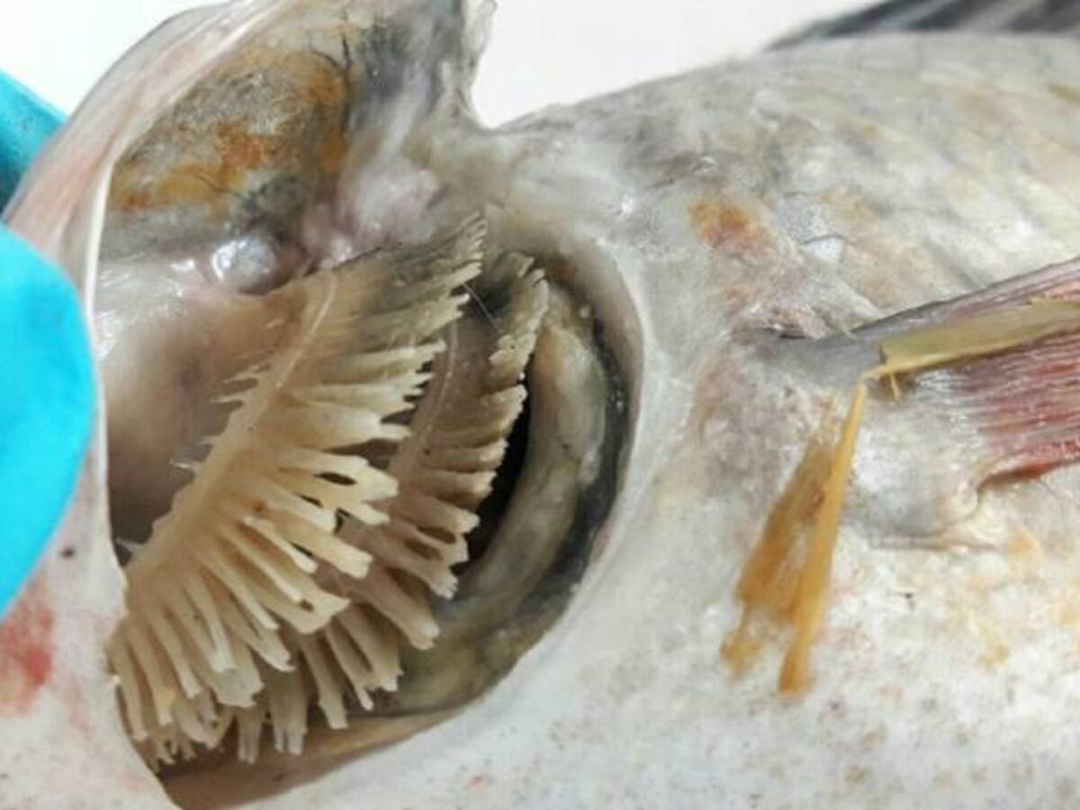 Muerte de peces en humedal de Jamundi fue por calor y no por toxico: CVC