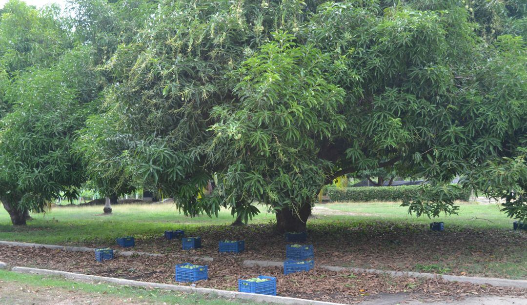 Cultivo de mango de azúcar que da dos cosechas en el año