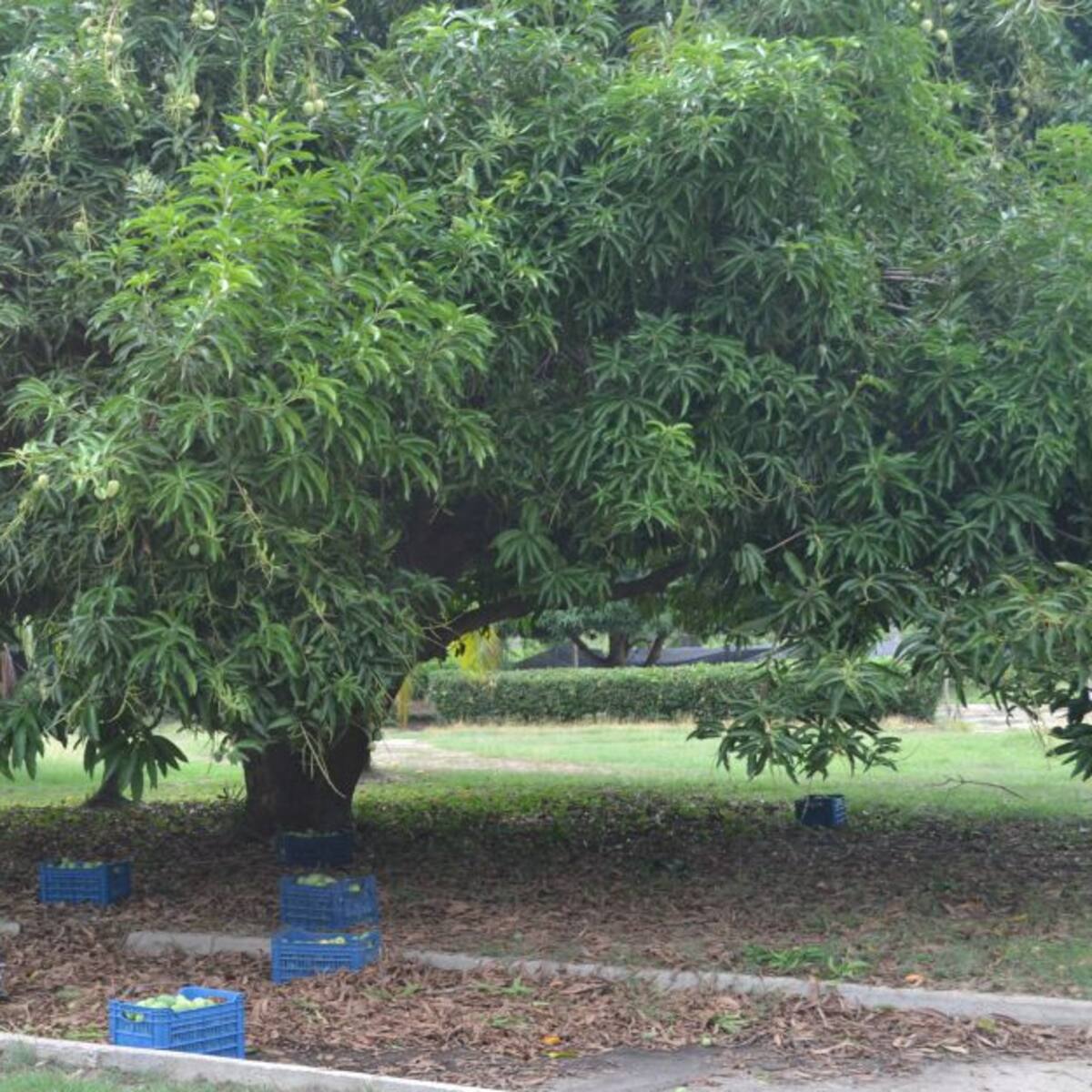 Plantaciones de mango más productivas busca Agrosavia en Magdalena