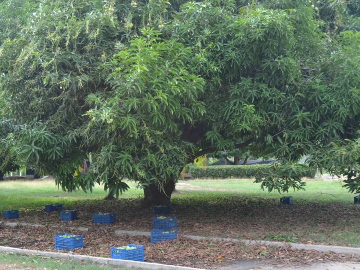 Plantaciones de mango más productivas busca Agrosavia en Magdalena