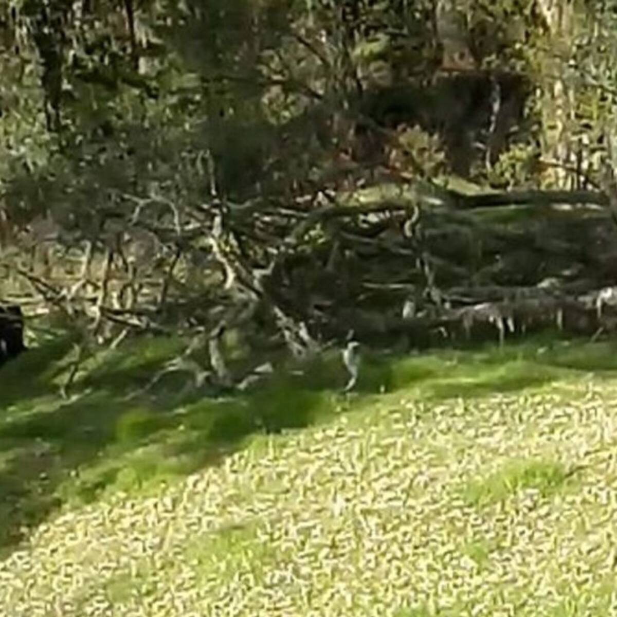 CRQ investiga denuncias por presunto ataque de oso a ganado en Pijao