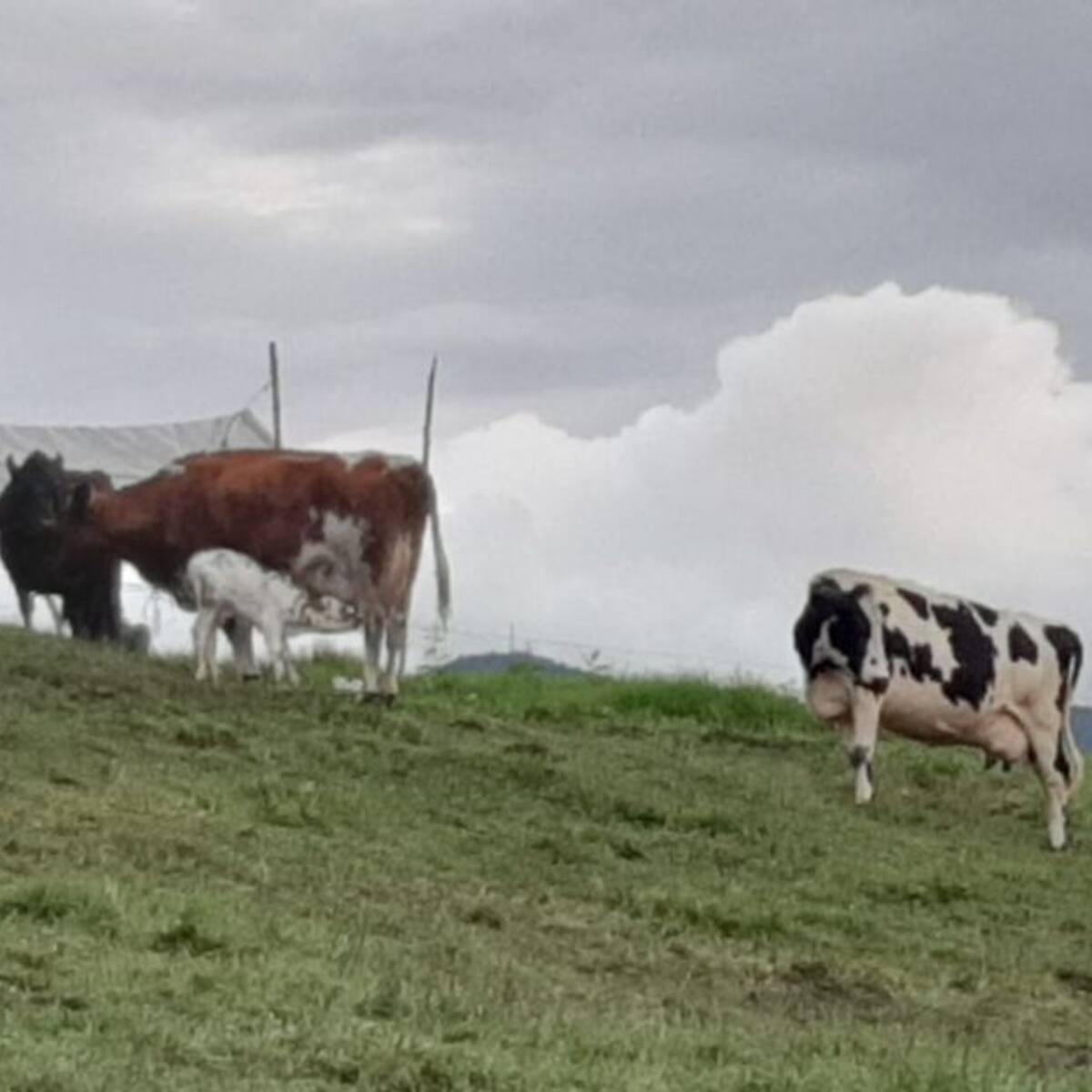 “Se han generado perjuicios inconmensurables” al sector lechero de Caldas