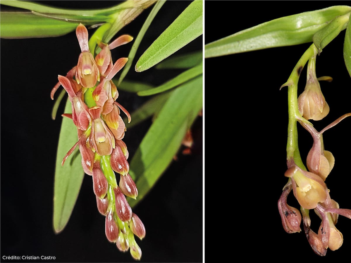 Descubren nueva especie de orquídea en Colombia