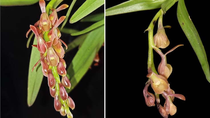 Descubren nueva especie de orquídea en Colombia