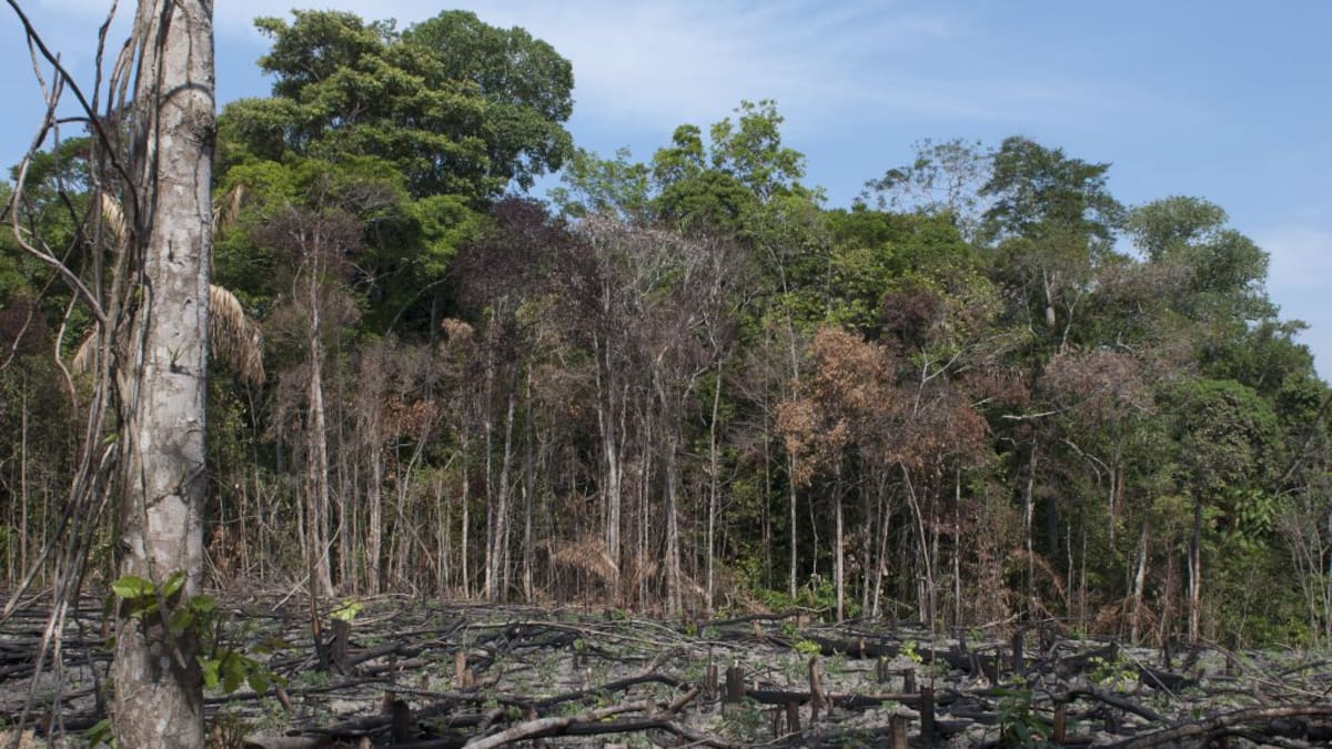 Procuraduría lidera mesa para combatir la deforestación en la Amazonía