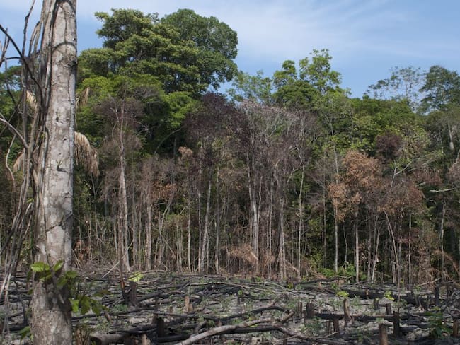 Procuraduría lidera mesa para combatir la deforestación en la Amazonía