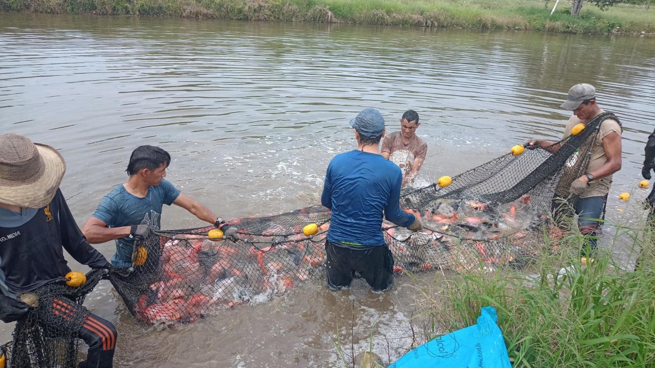 Firmantes de Paz producen 30 toneladas de pescado para la celebración de Semana Santa