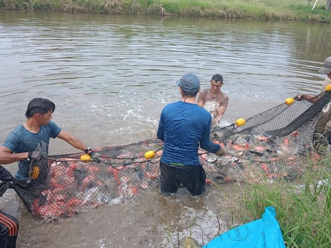 Firmantes de Paz producen 30 toneladas de pescado para la celebración de Semana Santa