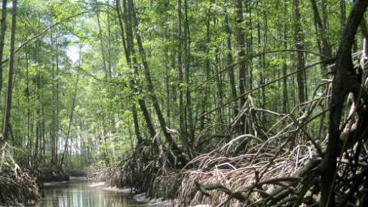 Colombia tiene mucho terreno para desarrollo forestal