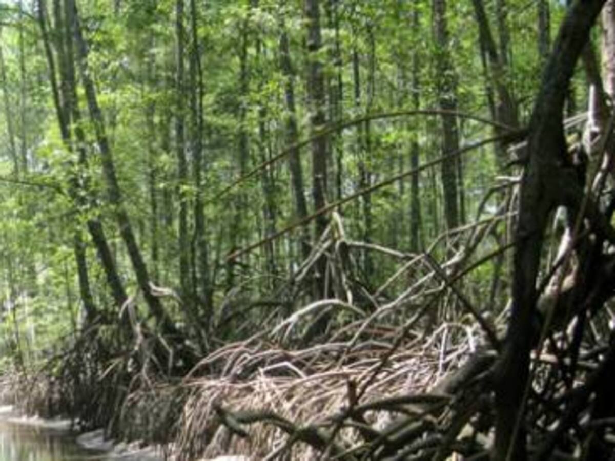 Colombia tiene mucho terreno para desarrollo forestal
