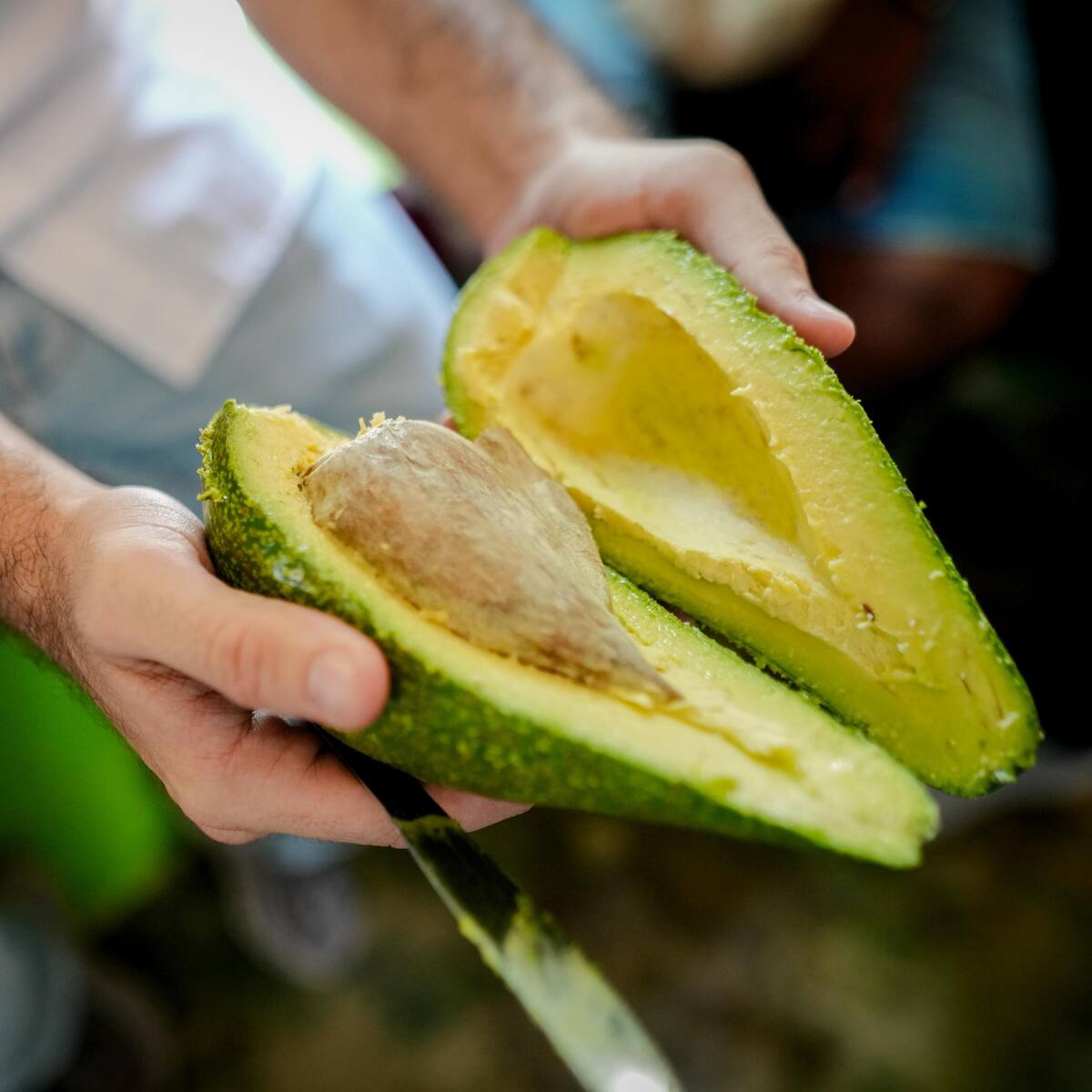 XIV Festival del Aguacate exalta tradición campesina, gastronómica y cultural de los Montes de María