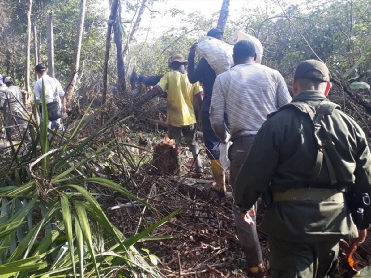 Capturan a siete personas por tala de mangles en Buenaventura