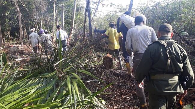 Capturan a siete personas por tala de mangles en Buenaventura. Foto: Policía Valle