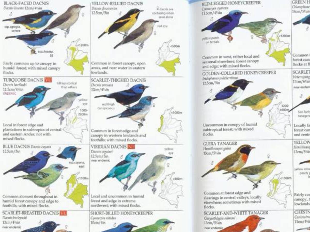 Un irlandés pinta las más hermosas aves colombianas