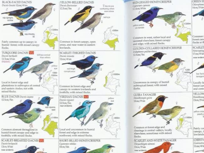 Un irlandés pinta las más hermosas aves colombianas