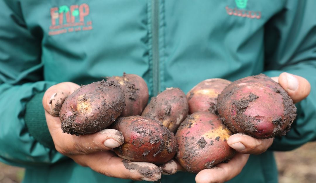 Papas producidas en los campos colombianos