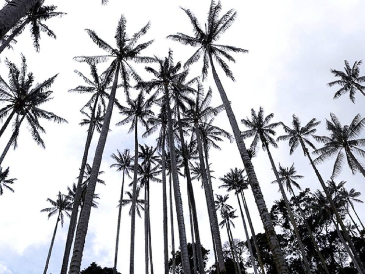 El Valle de La Samaria es turismo y conservación