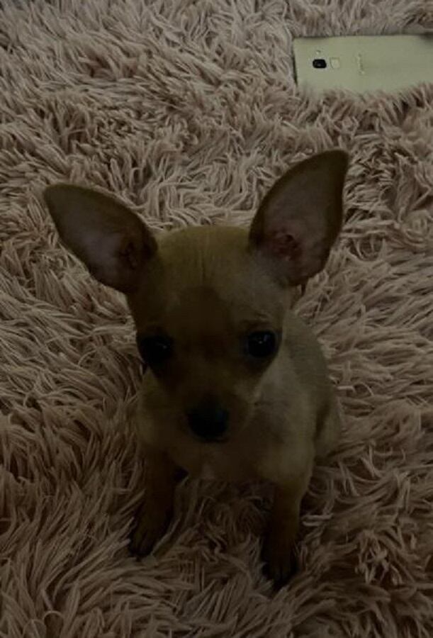 Departamento de Policía Bolívar