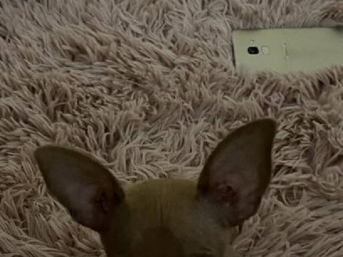 El amor por los perros llevó a una familia a encontrar a su mascota ‘Nieve’ en Mompox