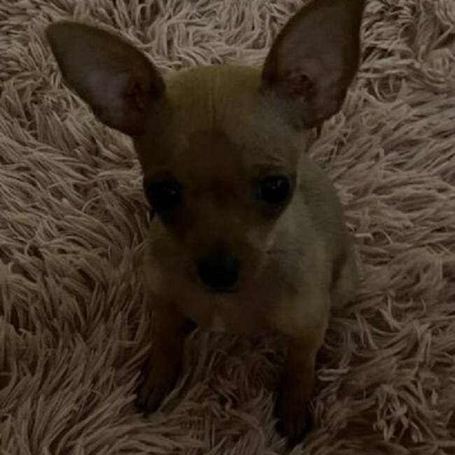 Departamento de Policía Bolívar