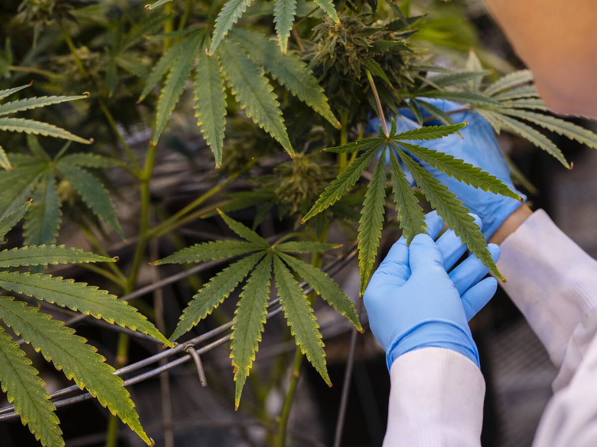 Empresa de cannabis es señalada de incumplir obligaciones laborales en Colombia