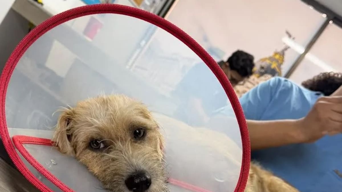 Cali rendirá homenaje a los animales afectados por el terremoto y otras emergencias