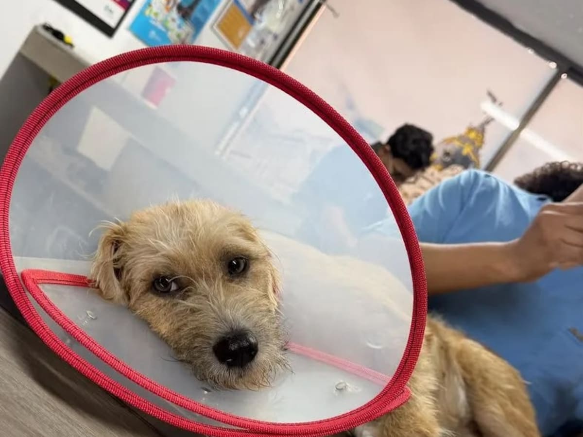 Cali rendirá homenaje a los animales afectados por el terremoto y otras emergencias
