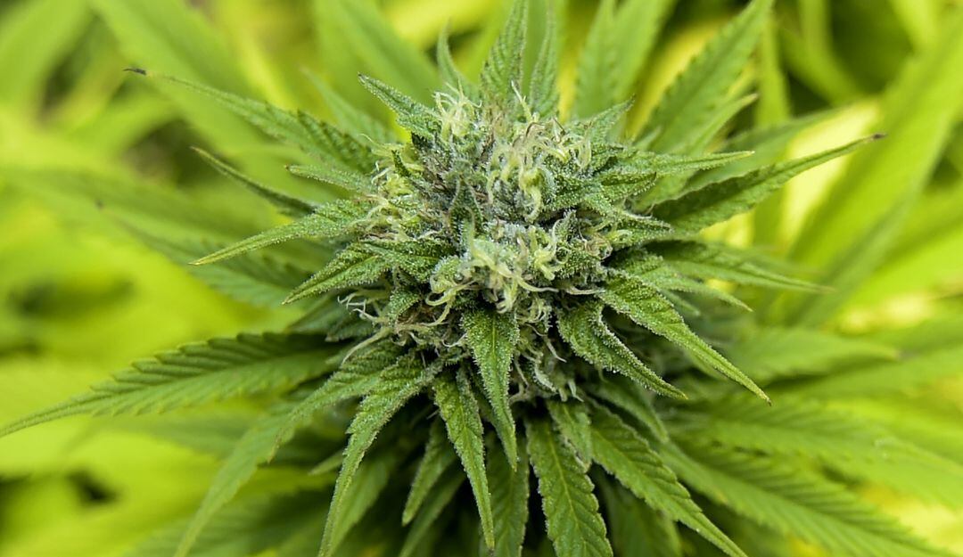 Cannabis producido en Colombia con fines medicinales