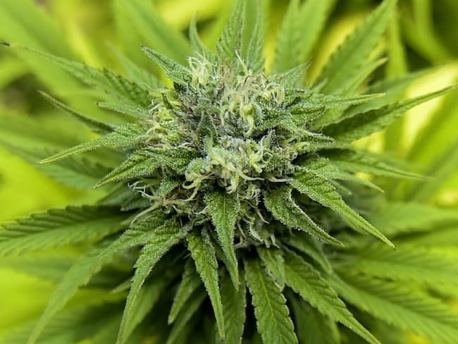 Cannabis producido en Colombia con fines medicinales