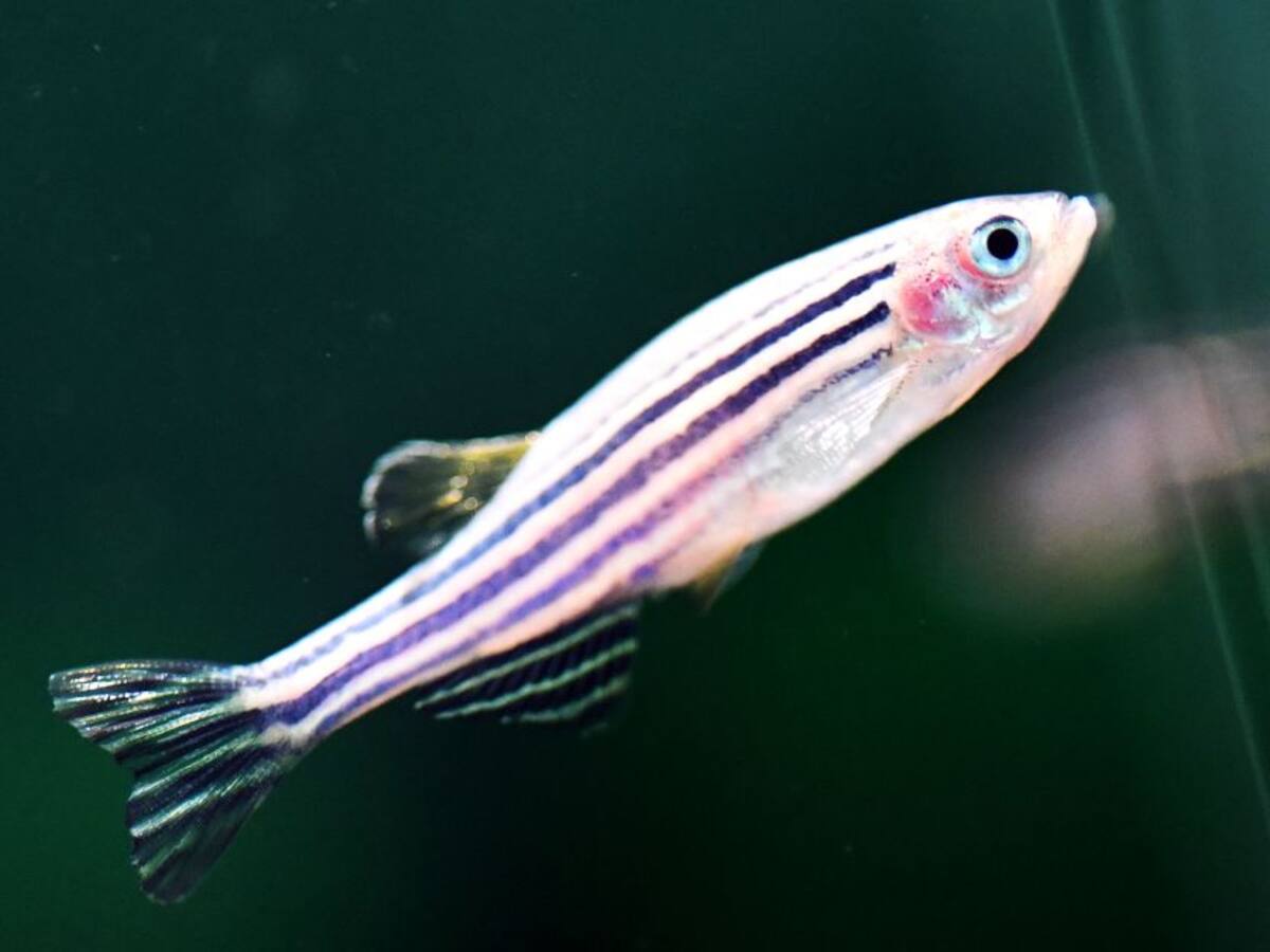 Estudian regeneración de órganos en peces para replicar modelo en humanos