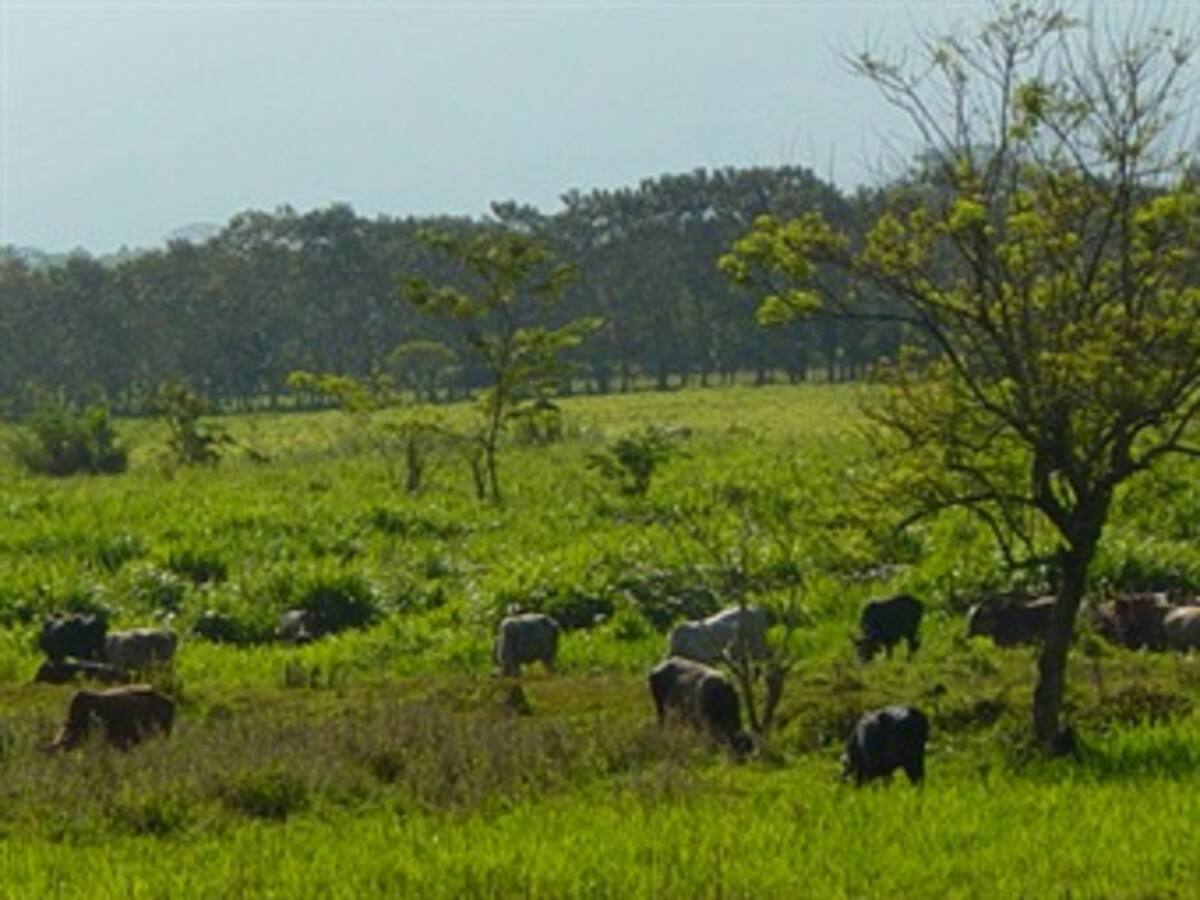 Minagricultura revocó adjudicación de tierras a 'Jorge 40'