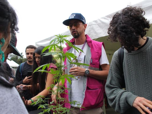 Siembra Paz la campaña de autocultivo de marihuana que busca mitigar los riesgo de consumo