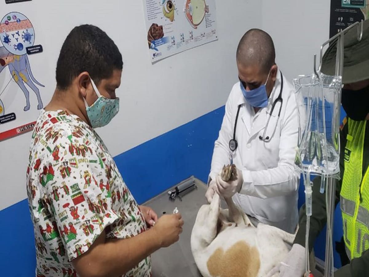 Fiscalía investiga caso de zoofilia en Baranoa